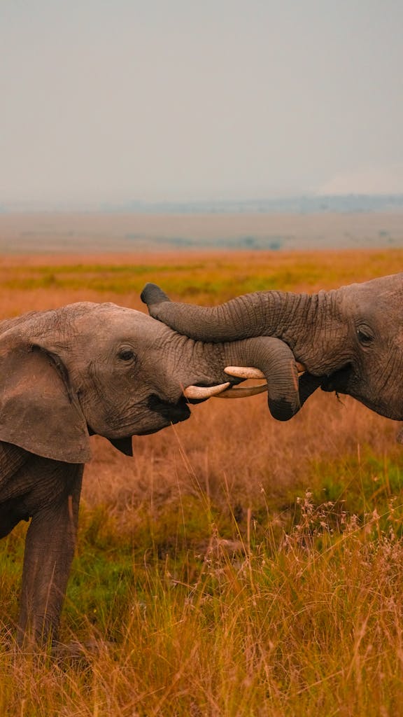 Two young African elephants playfully interact in the Maasai Mara savanna, Kenya.